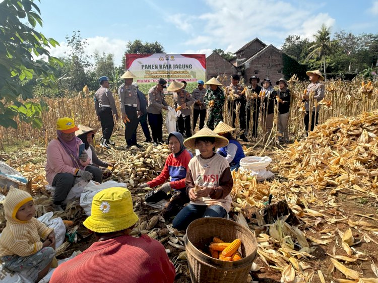 Menuju Swasembada Pangan, Kapolres Trenggalek Bersama Warga Panen Raya Jagung